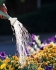Landscaping Insurance, San Marcos, Carlsbad, California